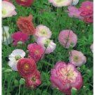 POPPY 'SHIRLEY DOUBLE Mix' Seeds - Garden Flower Plant - 1000 Seeds