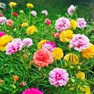 PORTULACA Double Flowered Mixed Seeds - Garden Flower Plant - 300 Seeds