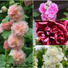 HOLLYHOCK Summer Carnival Double Mix Seeds - Garden Flower Plant - 25 Seeds