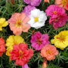 PORTULACA Double Flowered Mixed Seeds - Garden Flower Plant - 200 Seeds