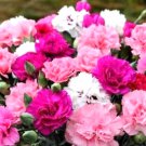 CARNATION DOUBLE FLOWER MIX SEEDS Seeds - Garden Flower Plant - 50 Seeds