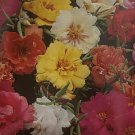 PORTULACA SEEDS 'DOUBLE MIXED' Seeds - Garden Flower Plant - 200 Seeds