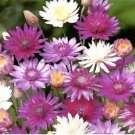 XERANTHEMUM DOUBLE FLOWER MIXED COLOURS Seeds - Garden Flower Plant - 200 Seeds