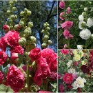 HOLLYHOCK Chaters Double Mixed Seeds - Garden Flower Plant - 20 Seeds