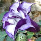 Datura Metel Fastuosa Double Purple Seeds - Garden Flower Plant - 5 Seeds