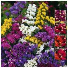 Statice Pacific Double Mix Seeds Seeds - Garden Flower Plant - 25 Seeds