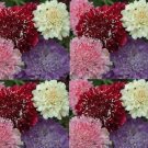 SCABIOSA Tall Double Flower Mix Seeds Seeds - Garden Flower Plant - 100 Seeds