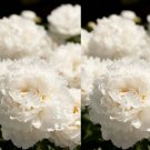 POPPY Double Cream Papaver paeoniflorum Seeds - Garden Flower Plant - 100 Seeds