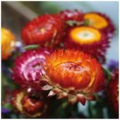 Helichrysum Sultane Mix Big double straw flowers Seeds - Garden Flower Plant - 100 Seeds