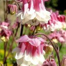 Aquilegia vulgaris 'Pink Petticoat' Double colour Seeds - Garden Flower Plant - 30 Seeds