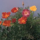 Californian Poppy Ballerina Double Mixed Seeds - Garden Flower Plant - 200 Seeds