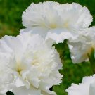 Carnation Grenadin White Double Seeds - Garden Flower Plant - 50 Seeds