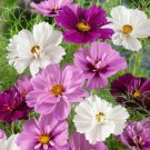 COSMOS PSYCHE DOUBLE MIX Seeds - Garden Flower Plant - 25 Seeds