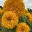 Double Dazzler SUNFLOWERS Seeds - Garden Flower Plant - 10 Seeds