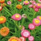 paper daisy HELICHRYSUM 'Tall Mix'  Seeds - Garden Flower Plant - 150 Seeds