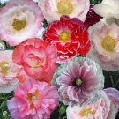 POPPY 'SHIRLEY DOUBLE' Seeds - Garden Flower Plant - 1000 Seeds