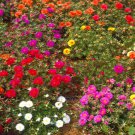 PORTULACA ' Sunnybank double flowered' Seeds - Garden Flower Plant - 125 Seeds