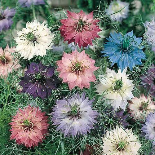 NIGELLA Miss Jekyll Double Mix /Love in Mist Seeds - Garden Flower Plant - 50 Seeds
