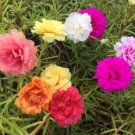 Carnation Choice Double Mixed Flower Seeds - Garden Flower Plant - 300 Seeds