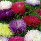 ASTER POWDER PUFF FLOWER SEEDS LARGE DOUBLE Seeds - Garden Flower Plant - 50 Seeds
