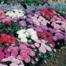 ASTER COLOUR CARPET FLOWER Seeds - Garden Flower Plant - 50 Seeds