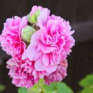 HOLLYHOCK SUMMER CARNIVAL DOUBLE MIX Seeds - Garden Flower Plant - 25 Seeds