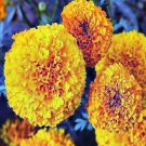 MARIGOLD HAWAII FLOWER LARGE DOUBLE BLOOMS Seeds - Garden Flower Plant - 70 Seeds
