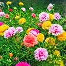 Portulaca Double Mix COTTAGE FLOWER Seeds - Garden Flower Plant - 100 Seeds