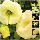 Lisianthus Mg Yellow Pelletised Large double flowers Seeds - Garden Flower Plant - 12 Seeds