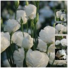 LISIANTHUS Bridal White Pelletised Double flowers Seeds - Garden Flower Plant - 12 Seeds