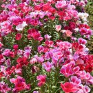 Godetia Azalea Double Flowered Mix Seeds - Garden Flower Plant - 250 Seeds
