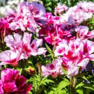 Godetia Tall Double Mix Seeds - Garden Flower Plant - 250 Seeds
