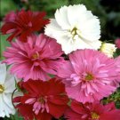 Cosmos Psyche Double Mix Seeds - Garden Flower Plant - 100 Seeds