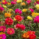 PORTULACA DOUBLE MIXED SUNNYBANK Seeds - Garden Flower Plant - 300 Seeds