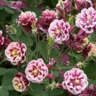 AQUILEGIA Double Flowered Mix Seeds - Garden Flower Plant - 70 Seeds