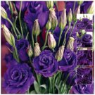 LISIANTHUS Violet Vixen Large double violet purple Seeds - Garden Flower Plant - 10 Seeds