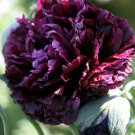 ORGANIC Poppy Peony Double Black Seeds - Garden Flower Plant - 25 Seeds