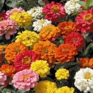 ZINNIA FORMULA BLEND Large Double Bright Seeds - Garden Flower Plant - 100 Seeds