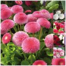 BELLIS Symphony Double Mix Seeds - Garden Flower Plant - 30 Seeds