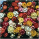 Helichrysum Bright Bikinis Mix Double straw flowers Seeds - Garden Flower Plant - 50 Seeds
