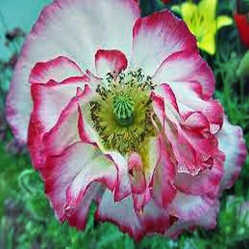 POPPY SHIRLEY DOUBLES FLOWER Seeds - Garden Flower Plant - 1000 Seeds