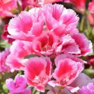 GODETIA AZALEA DWARF DOUBLE MIXED Seeds - Garden Flower Plant - 200 Seeds