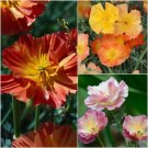 CALIFORNIAN POPPY Ballerina Double Mix Seeds - Garden Flower Plant - 100 Seeds