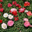 Poppy Shirley Double Flower Mix Seeds - Garden Flower Plant - 320 Seeds