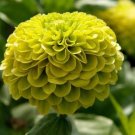 ZINNIA ELEGANS ENVY (LIME GREEN) Seeds - Garden Flower Plant - 30 Seeds
