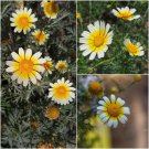GARLAND DAISY Double Flowered Mix Seeds - Garden Flower Plant - 100 Seeds