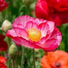 POPPY SHIRLEY DOUBLE MIXED Seeds - Garden Flower Plant - 500 Seeds