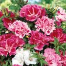 GODETIA AZALEA DWARF DOUBLE MIXED Seeds - Garden Flower Plant - 250 Seeds