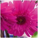 Gerbera Flori Line Maxi Double Rose Seeds - Garden Flower Plant - 5 Seeds