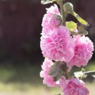 HOLLYHOCK 'Chaters Double Mix' Seeds - Garden Flower Plant - 35 Seeds